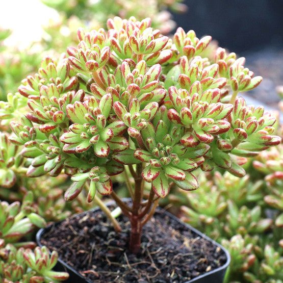 Dwarf Aeonium (Aeonium sedifolium) - Ladybird Nursery