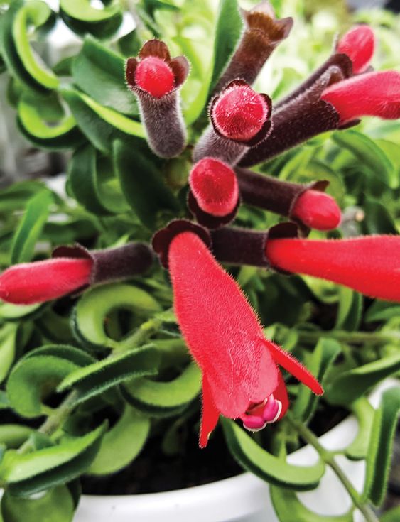 Aeschynanthus (Lipstick Plant) – Assorted - Ladybird Nursery