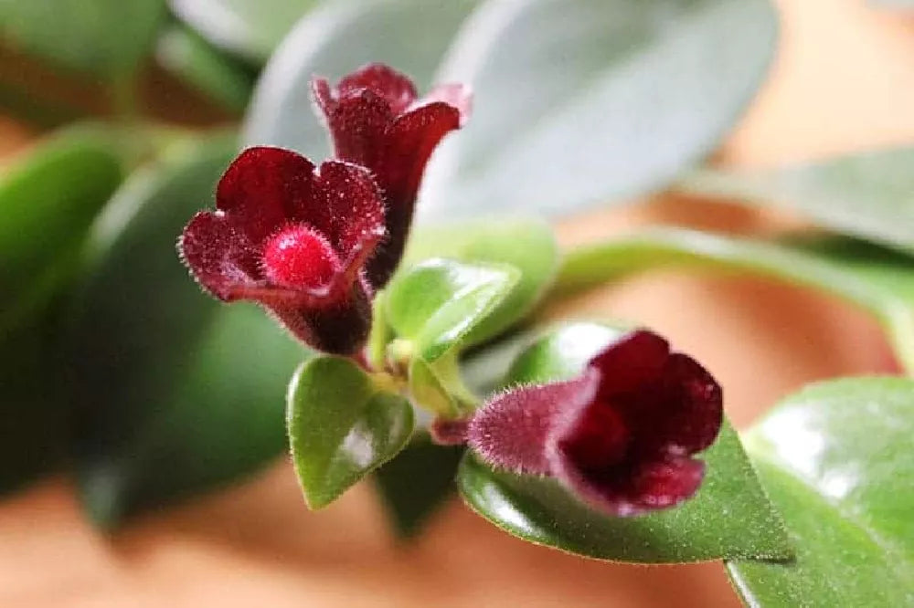 Aeschynanthus (Lipstick Plant) – Assorted