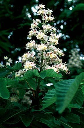 Common Horse Chestnut (Aesculus hippocastanum) - Ladybird Nursery
