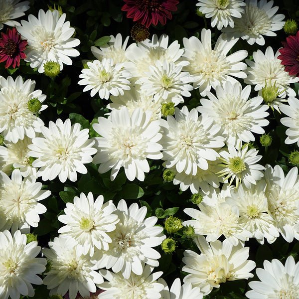 African Daisy '3D White' (Osteospermum) - Ladybird Nursery