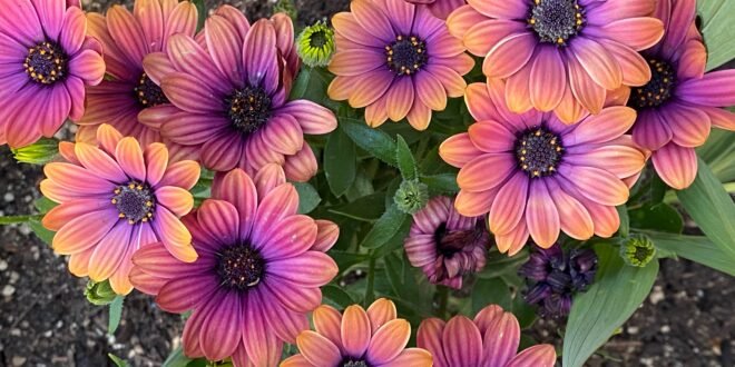 African Daisy 'Copper Amethyst' (Osteospermum) - Ladybird Nursery
