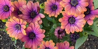 African Daisy 'Copper Amethyst' (Osteospermum) - Ladybird Nursery