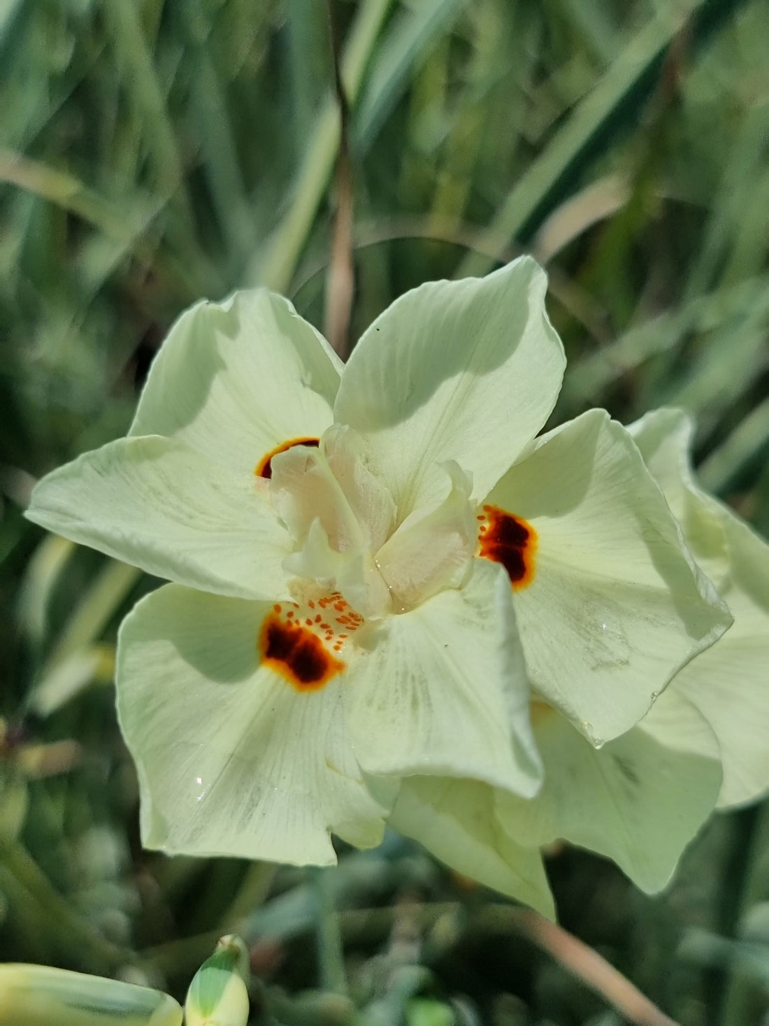 African Iris 'Milky Way' (Dietes bicolor) - Ladybird Nursery