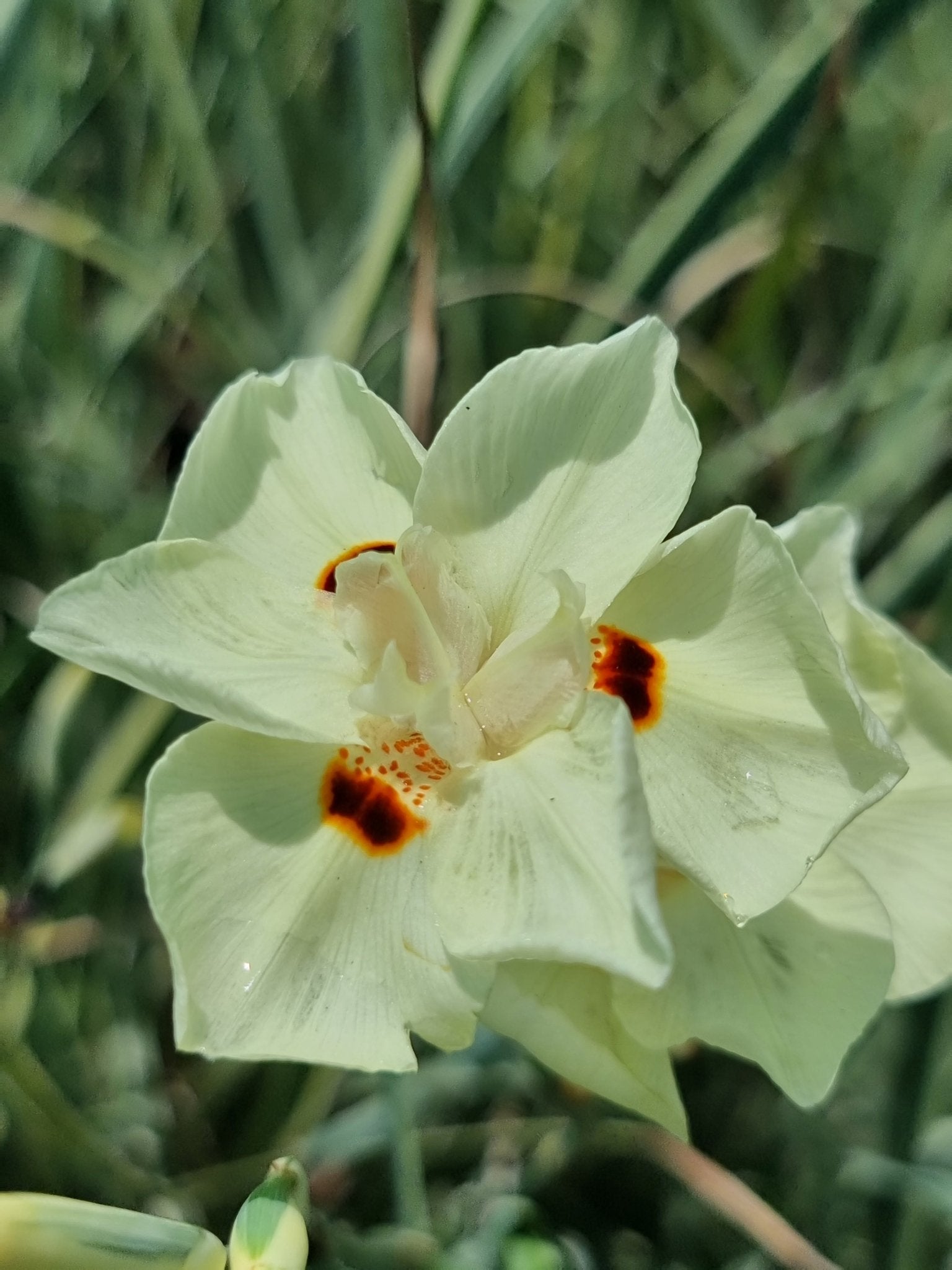 African Iris 'Milky Way' (Dietes bicolor) - Ladybird Nursery