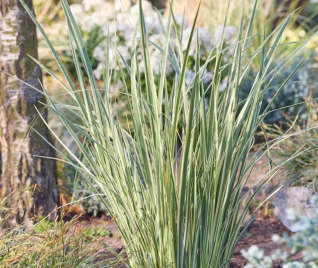 African Iris 'Milky Way' (Dietes bicolor)