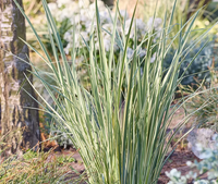 African Iris 'Milky Way' (Dietes bicolor)