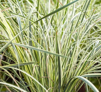 African Iris 'Milky Way' (Dietes bicolor) - Ladybird Nursery