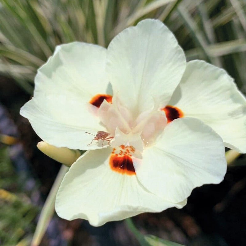 African Iris 'Milky Way' (Dietes bicolor) - Ladybird Nursery