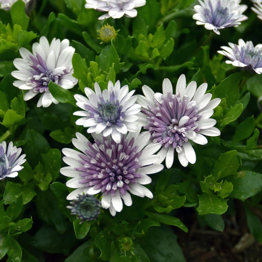 African Daisy 3D 'Steel Blue' (Osteospermum) - Ladybird Nursery