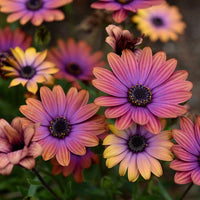 African Daisy 'Copper Amethyst' (Osteospermum) - Ladybird Nursery