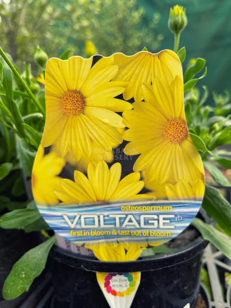 African Daisy Voltage™ 'Yellow' (Osteospermum)