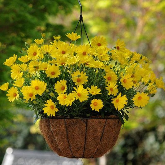African Daisy Voltage™ 'Yellow' (Osteospermum) - Ladybird Nursery