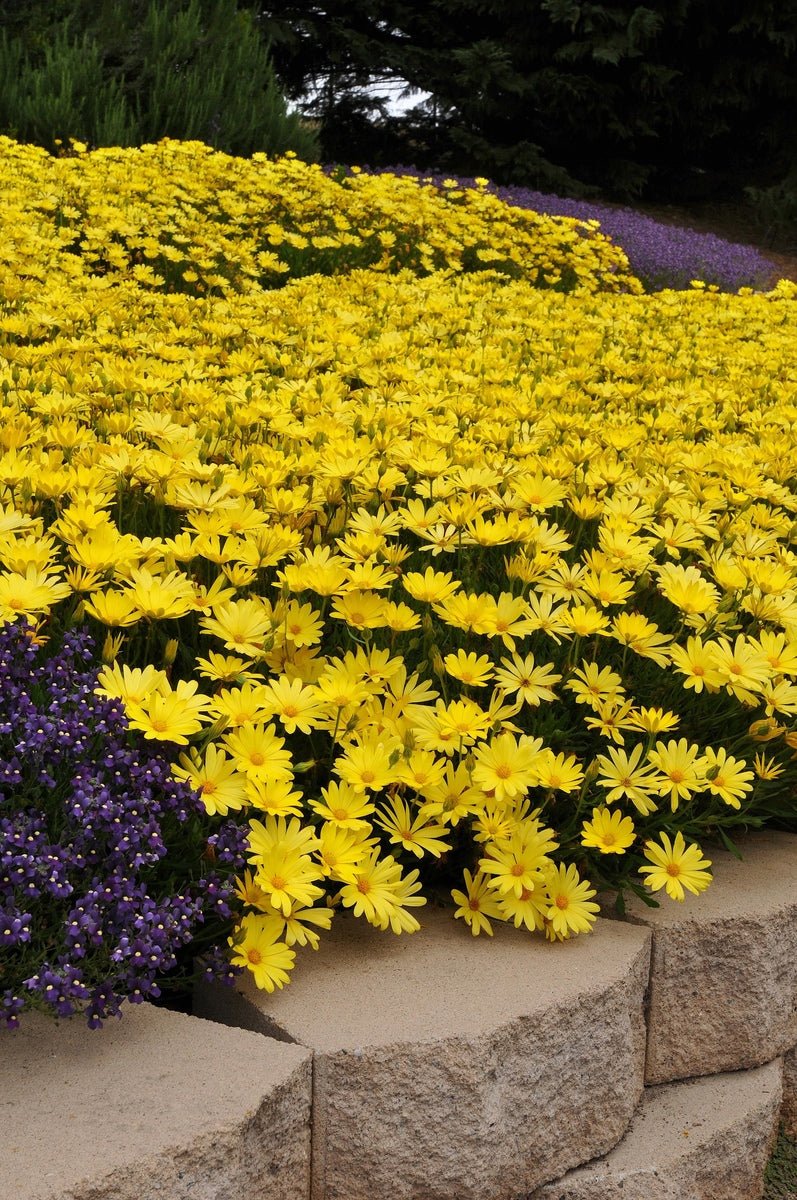 African Daisy Voltage™ 'Yellow' (Osteospermum) - Ladybird Nursery