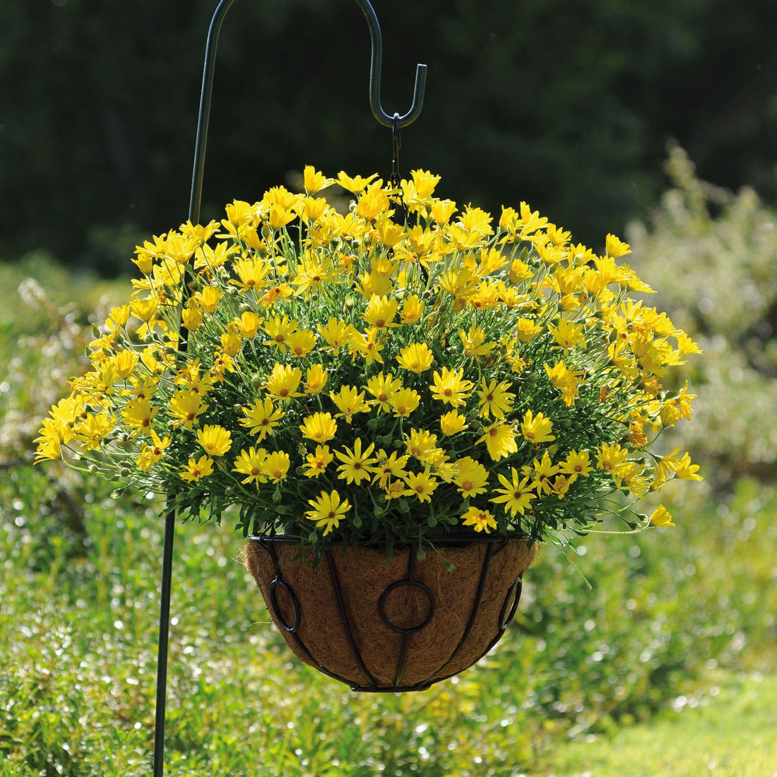 African Daisy Voltage™ 'Yellow' (Osteospermum) - Ladybird Nursery