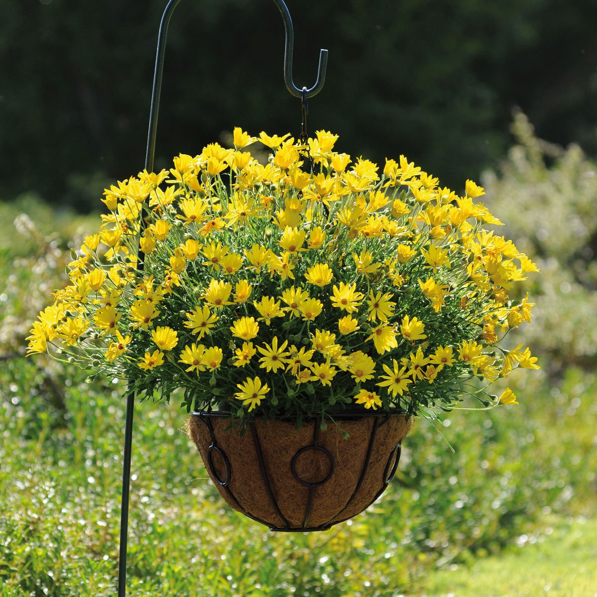 African Daisy Voltage™ 'Yellow' (Osteospermum) - Ladybird Nursery