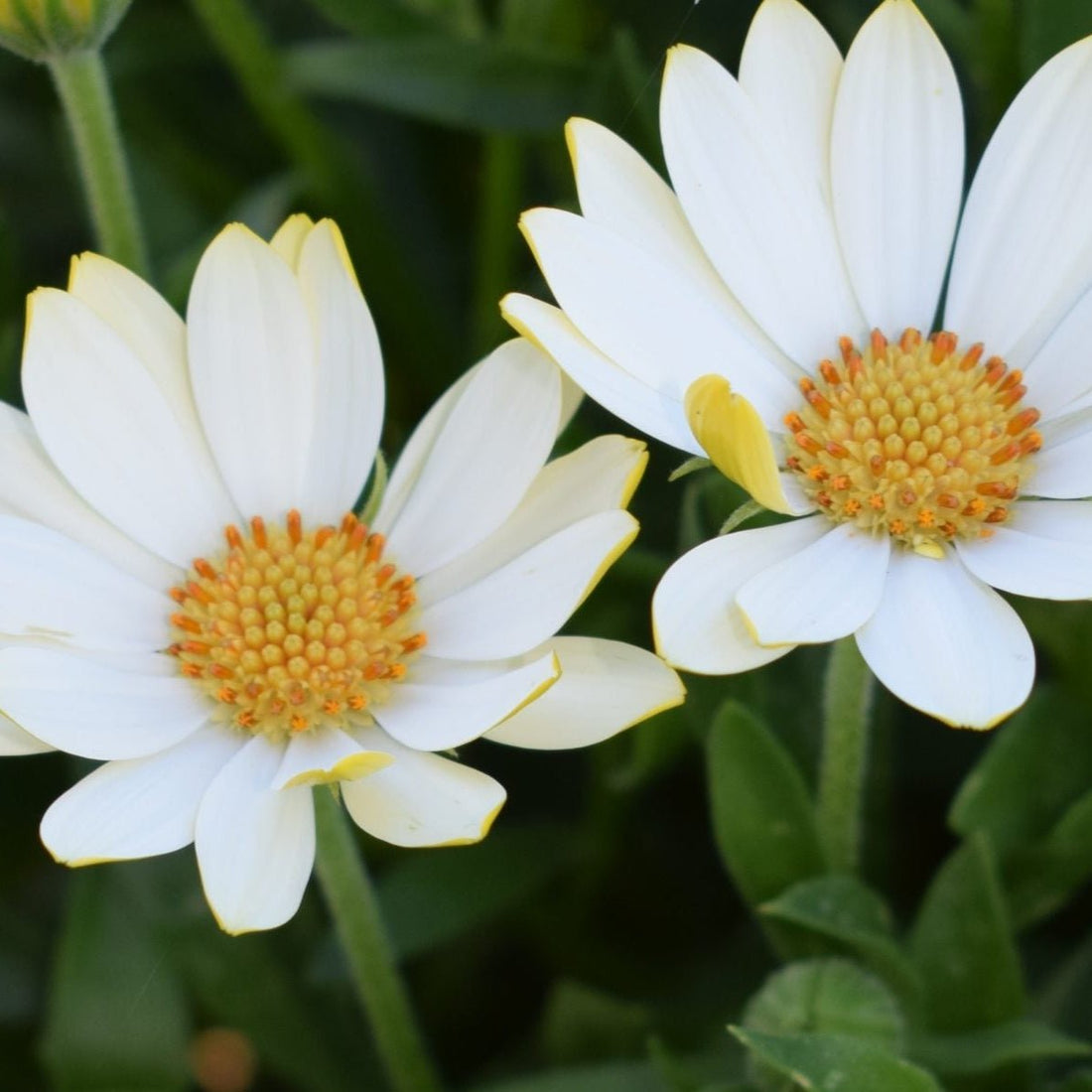 African Daisy 'White Lighting' (Osteospermum) - Ladybird Nursery