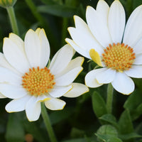 African Daisy 'White Lighting' (Osteospermum) - Ladybird Nursery