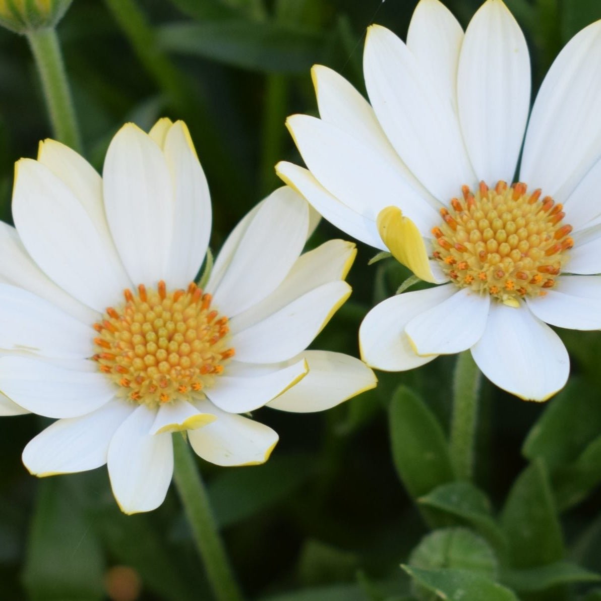 African Daisy 'White Lighting' (Osteospermum) - Ladybird Nursery