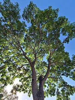 African Mahogany (Khaya senegalensis) - Ladybird Nursery