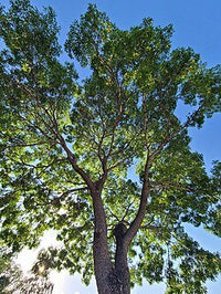 African Mahogany (Khaya senegalensis) - Ladybird Nursery