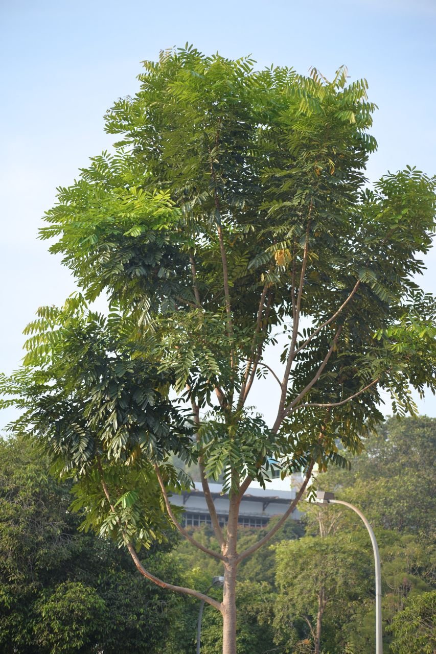African Mahogany (Khaya senegalensis) - Ladybird Nursery