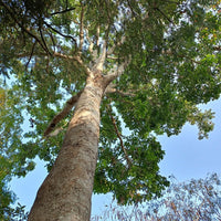 African Mahogany (Khaya senegalensis) - Ladybird Nursery