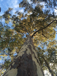 Spotted Gum (Corymbia maculata)