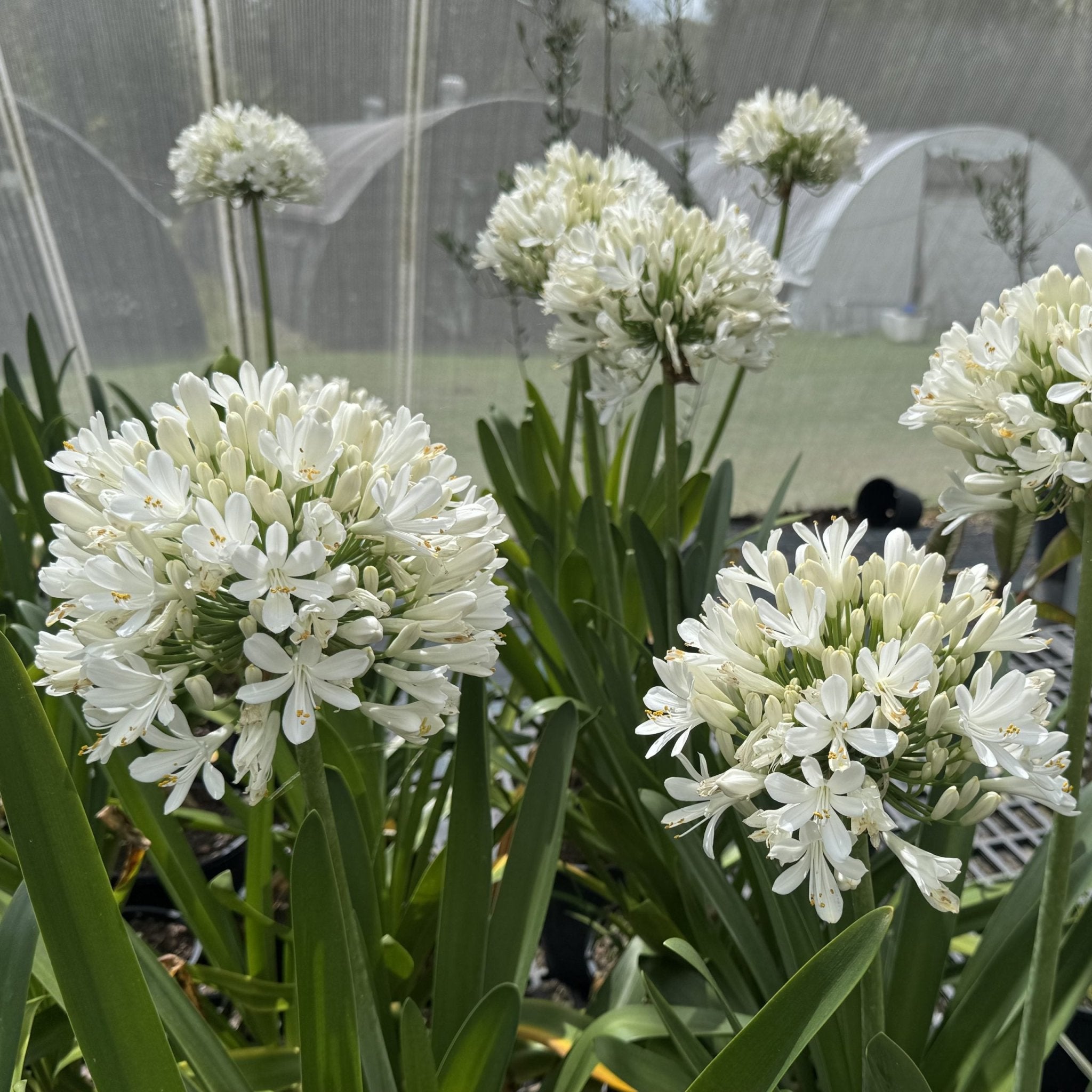 Discover Agapanthus River Garden White – Stunning Blooms – Ladybird Nursery