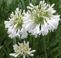 Agapanthus Blitzza™