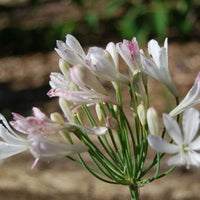Agapanthus roseus Strawberry Ice (Strawberry Ice Agapanthus)