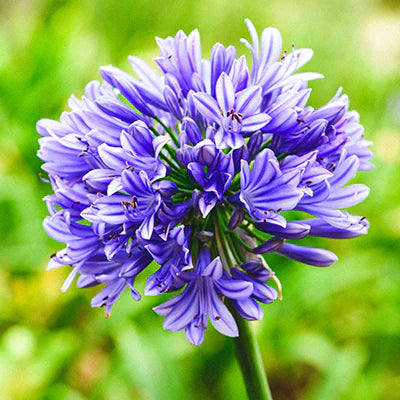 Agapanthus spp. Assorted