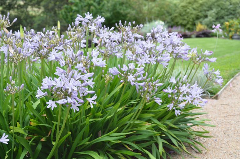 Agapanthus Baby Periwinkle (Dwarf Agapanthus)