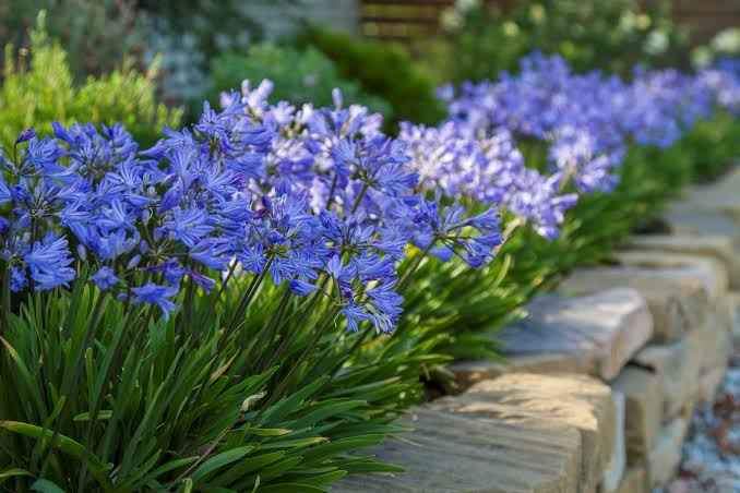 Agapanthus 'Baby Pete' - Ladybird Nursery