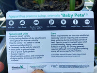 Agapanthus 'Baby Pete'