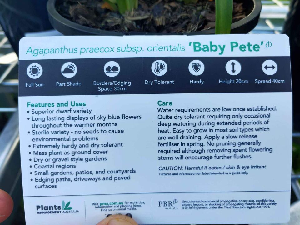 Agapanthus 'Baby Pete' - Ladybird Nursery