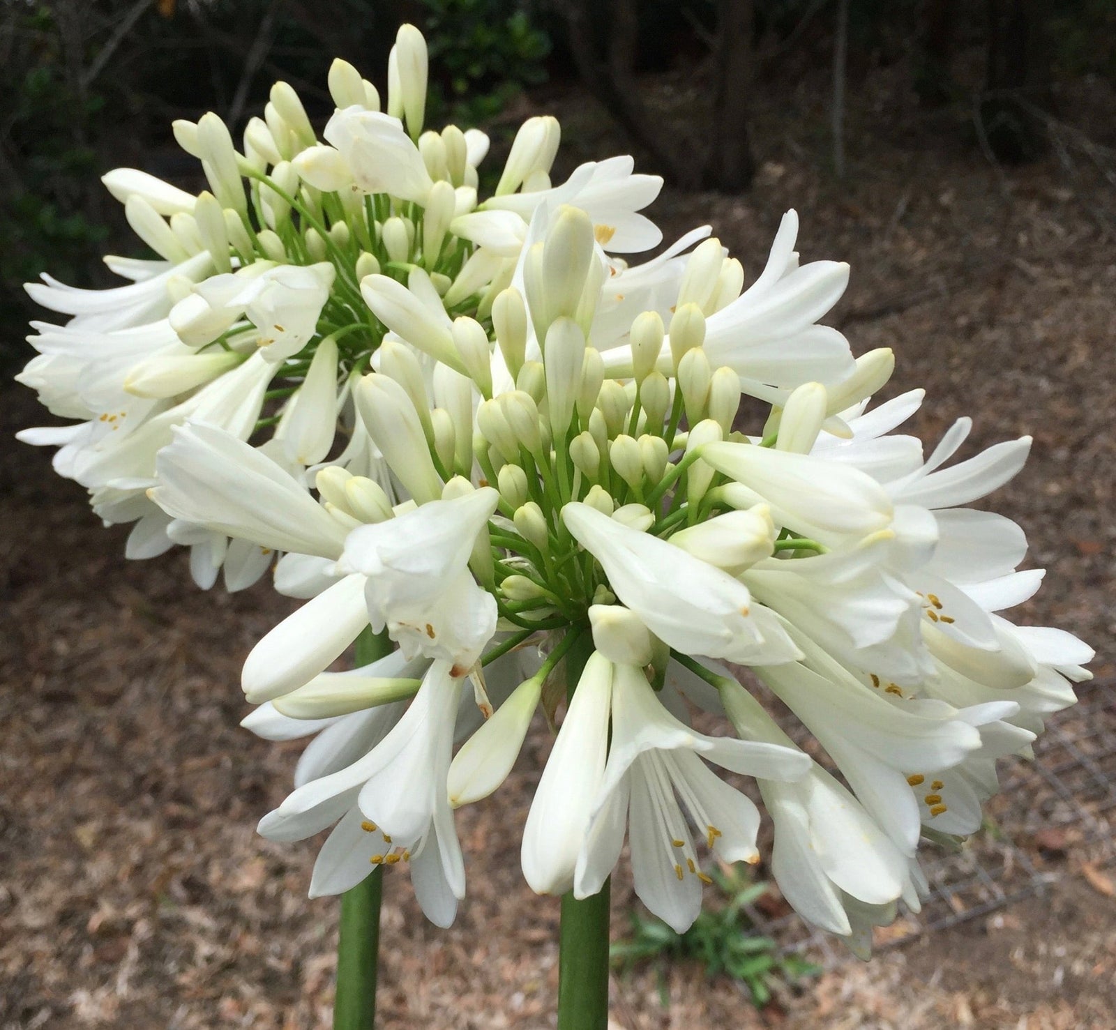 Agapanthus Blitzza™ - Ladybird Nursery