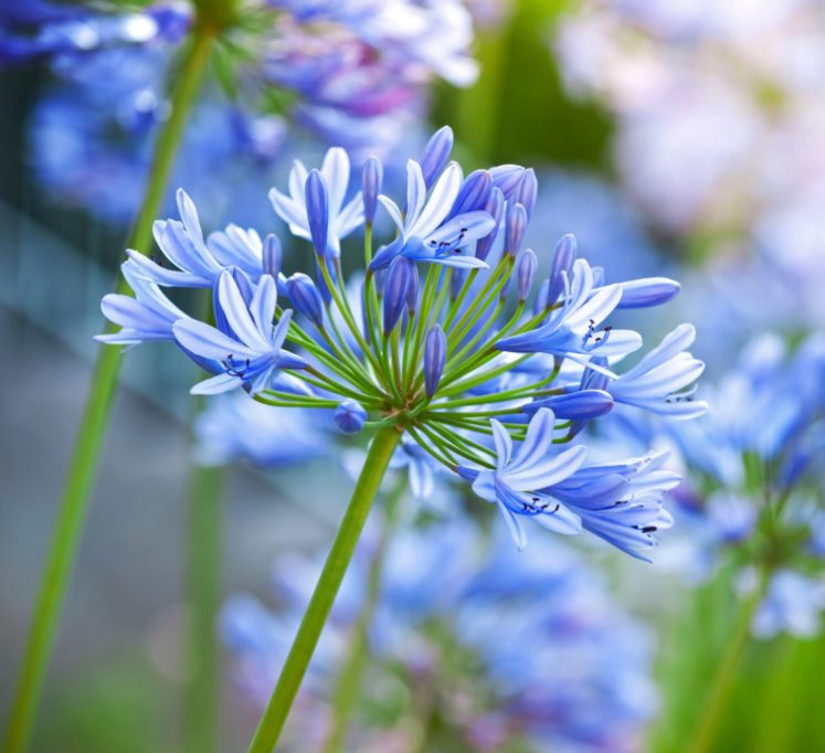 Agapanthus Blue (Agapanthus praecox) - Ladybird Nursery