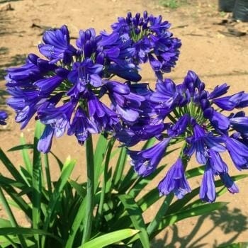 Agapanthus Blue Thunder - Ladybird Nursery