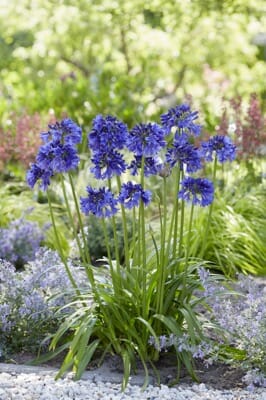 Agapanthus Blue Thunder - Ladybird Nursery