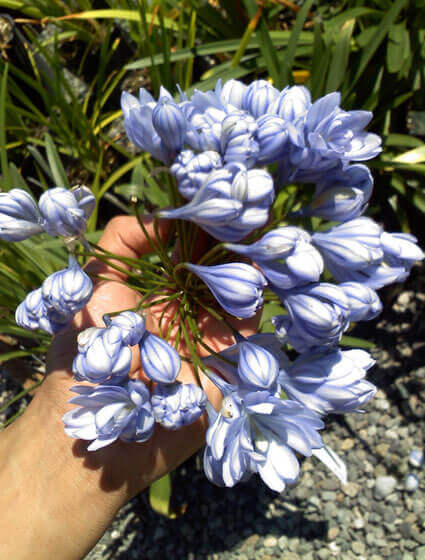 Agapanthus Double Blue Boy Tissue culture