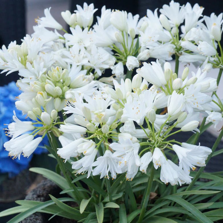 Agapanthus Double Diamond - Ladybird Nursery