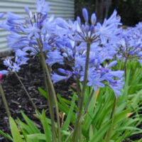 Agapanthus Baby Blue (Dwarf Agapanthus)