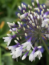 Agapanthus Fireworks