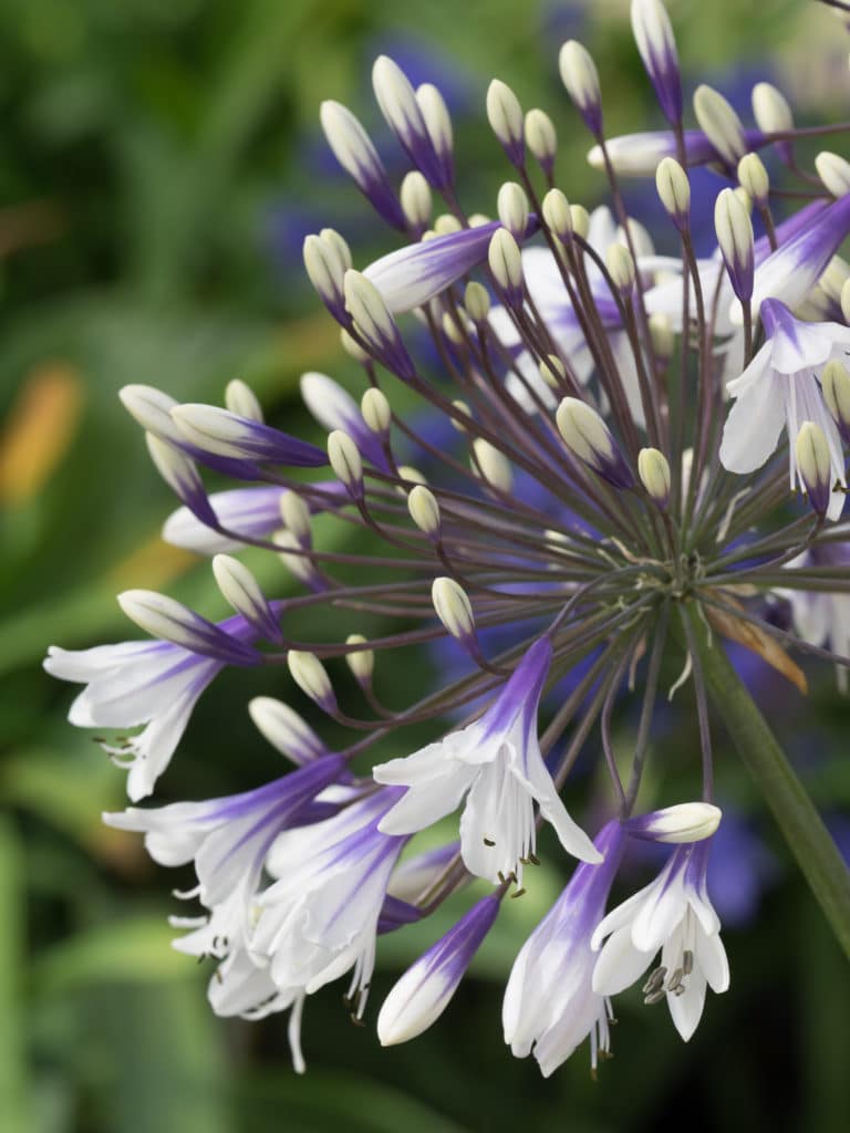 Agapanthus Fireworks - Ladybird Nursery