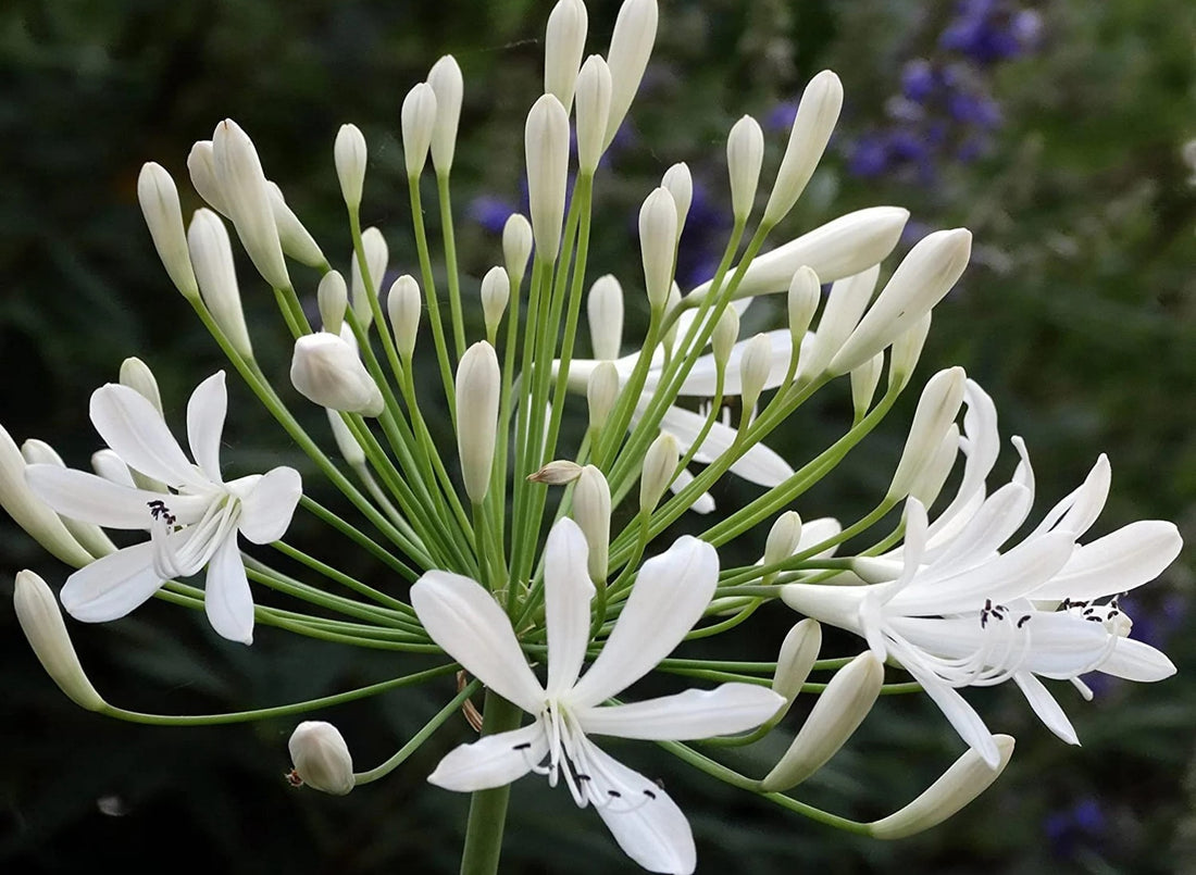 Agapanthus Madison™ - Ladybird Nursery