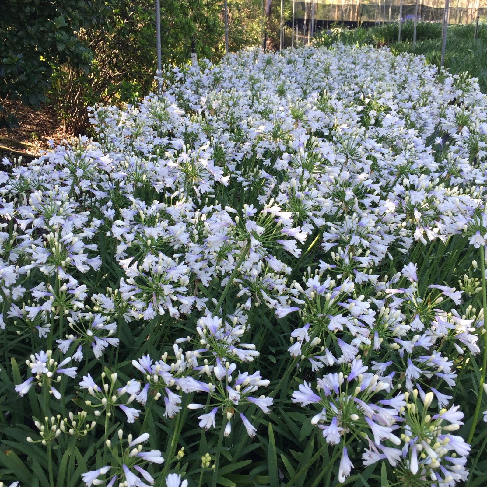 Agapanthus Lilibet - Ladybird Nursery