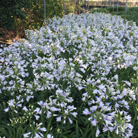 Agapanthus Lilibet