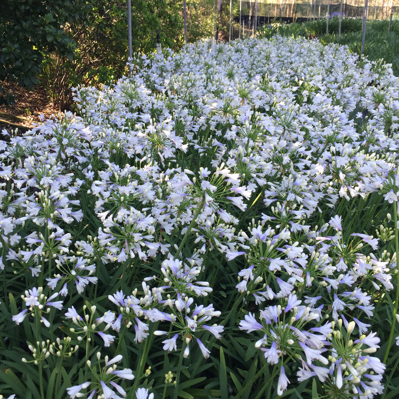 Agapanthus Lilibet