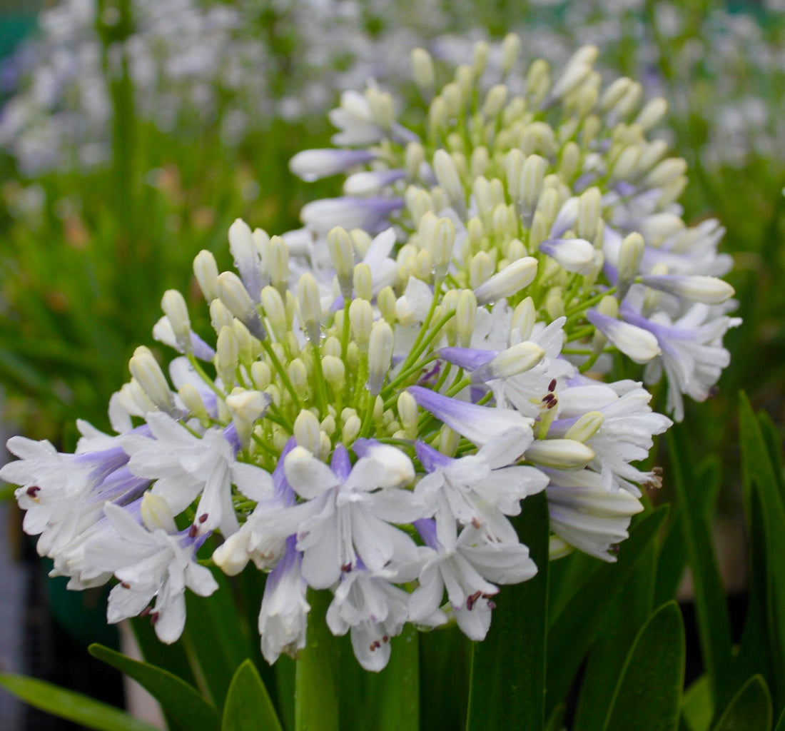 Agapanthus Maxsie™ - Ladybird Nursery